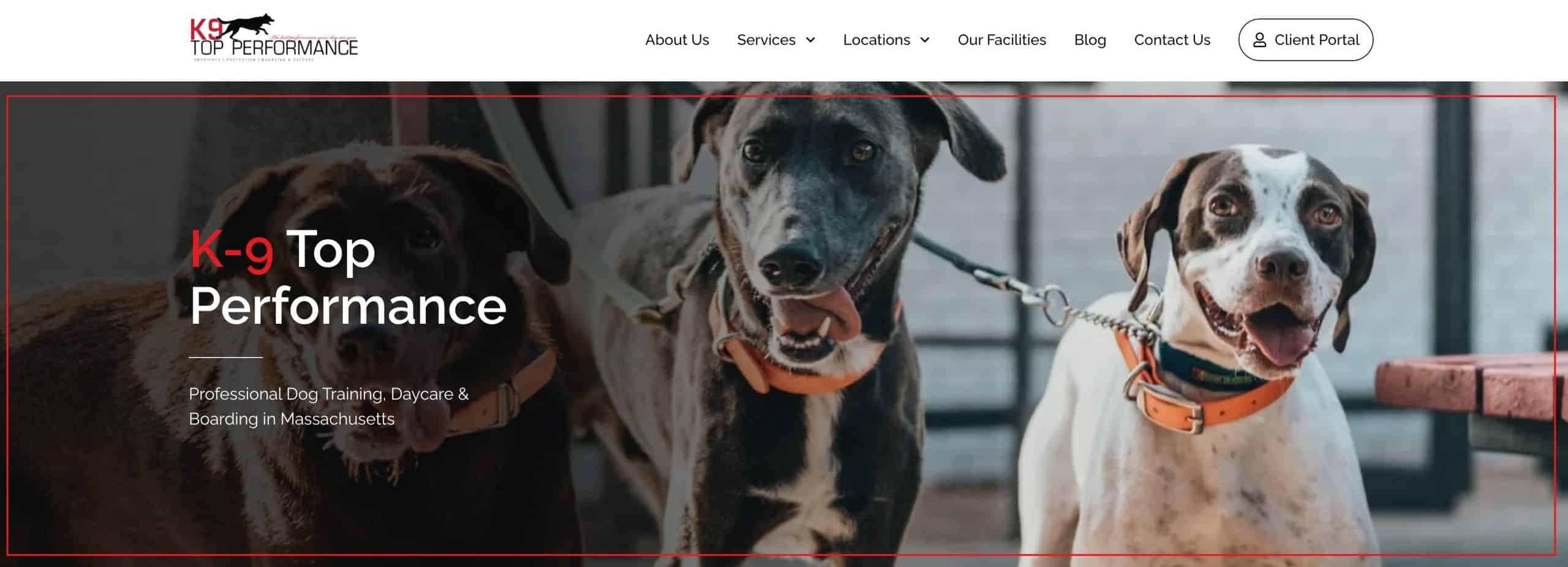Three dogs on leashes, wearing orange collars, look toward the camera. Text reads "K-9 Top Performance, Professional Dog Training, Daycare & Boarding in Massachusetts,” highlighting trusted Massachusetts dog training services. Website menu is visible at the top, perfect for users seeking improved local search visibility or considering a Webflow-to-WordPress rebuild. - Clio Websites | Top Canadian Web Design Company